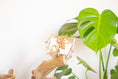 Load image into Gallery viewer, Foraging Fun - Foot Toy

