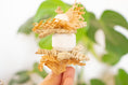 Load image into Gallery viewer, Forest Breeze - Foot Toy
