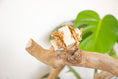 Load image into Gallery viewer, Whimsical Breeze - Foot Toy

