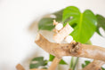 Load image into Gallery viewer, Birch Bark Bliss - Foot Toy
