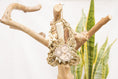 Load image into Gallery viewer, Duck Dynasty - Natural Toy
