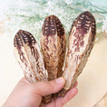 Load image into Gallery viewer, Mahogany Pod - Toy Part
