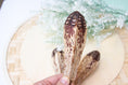 Load image into Gallery viewer, Mahogany Pod - Toy Part
