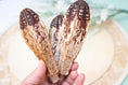 Load image into Gallery viewer, Mahogany Pod - Toy Part
