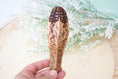 Load image into Gallery viewer, Mahogany Pod - Toy Part
