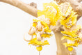 Load image into Gallery viewer, Pollinator - Bee Collection
