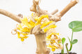 Load image into Gallery viewer, Pollinator - Bee Collection
