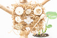 Load image into Gallery viewer, Honeycomb Maze - Bee Collection
