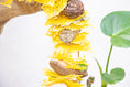 Load image into Gallery viewer, Buzzing into Adventure - Bee Collection
