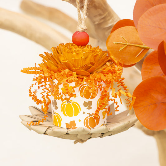 Pumpkin Season - Autumn Collection