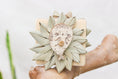 Load image into Gallery viewer, Seally Footsie - Foot Toy
