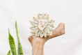 Load image into Gallery viewer, Seally Footsie - Foot Toy
